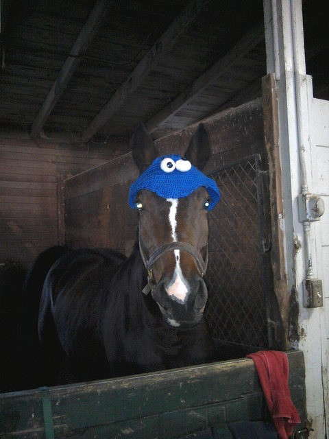cookie horse