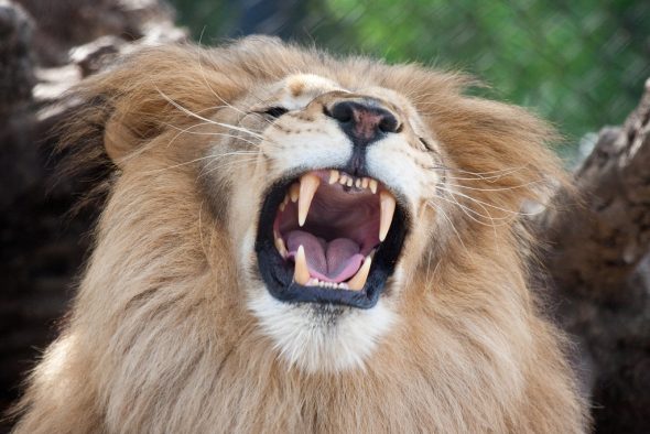 A real lion bares its long, sharp, scary teeth.