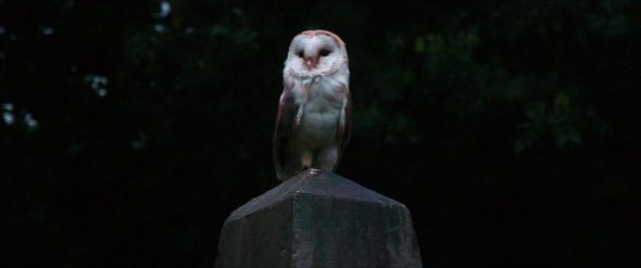 Screenshot from Labyrinth: A white barn owl is perched on a stone, watching Sarah.