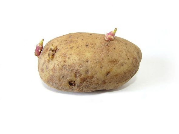 A sprouting potato.